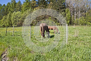 Horses who graze