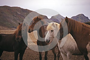 Horses in the wild