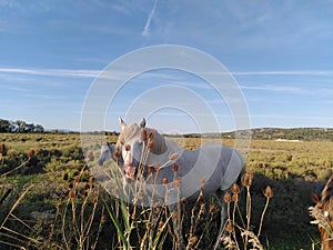 Horses wild white landscape south France