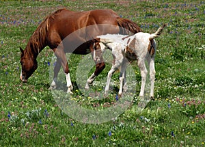 Horses and Wildflower Meadow