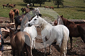 Horses on the wildness