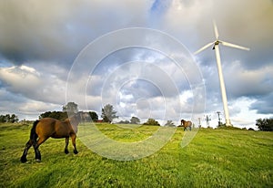 Horses with wind turbine