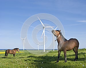 Horses and wind turbines