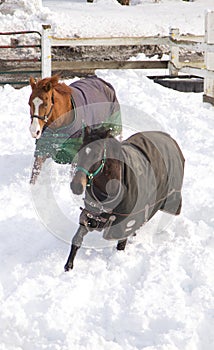 Horses in a winter