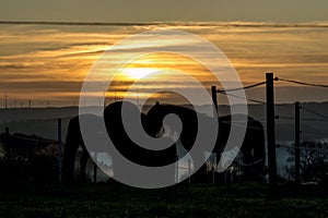 Horses on winter meadow sun set in background