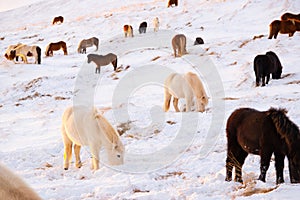 Horses In Winter. Rural Animals in Snow Covered Meadow. Pure Nature in Iceland. Frozen North Landscape. Icelandic Horse