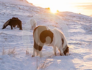 Horses In Winter. Rural Animals in Snow Covered Meadow. Pure Nature in Iceland. Frozen North Landscape. Icelandic Horse