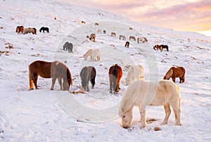 Horses In Winter. Rural Animals in Snow Covered Meadow. Pure Nature in Iceland. Frozen North Landscape. Icelandic Horse