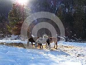 Horses in winter in sunlight