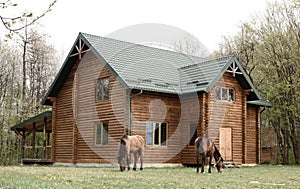 Horses on wooden house background A small, European-style wooden house or a wooden log cabin Old wooden house. Old wood in the cou