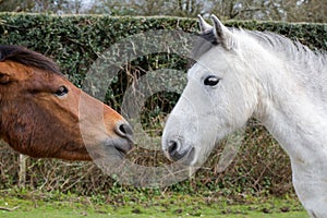 Horses wooing
