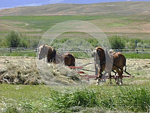 Horses at work raking hay.