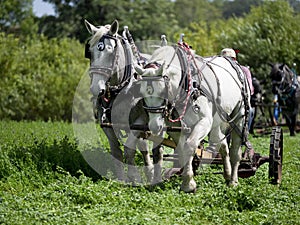 Horses working with equipment