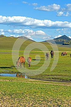 horses in WulanBu all grassland ancient battlefield