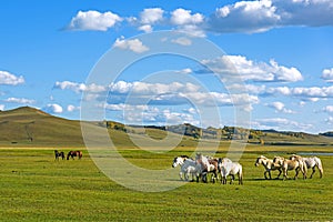 horses in WulanBu all grassland ancient battlefield