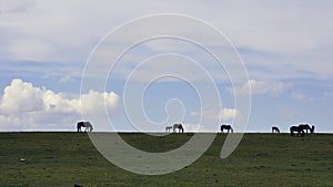 Horses in Yili prarie in Xinjiang