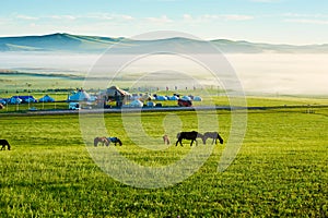 The horses and yurts on the summer prairie sunrise