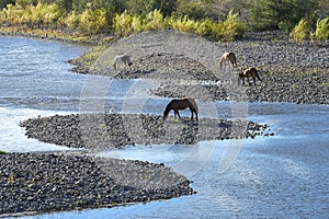 Horses in the Ãâuble River. Chile. photo