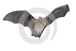 Horseshoe bat isolated