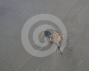 Horseshoe Crab