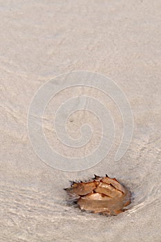 Horseshoe crab