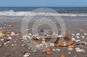 Horseshoe Crab