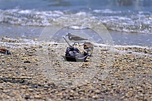 Horseshoe Crab   21819