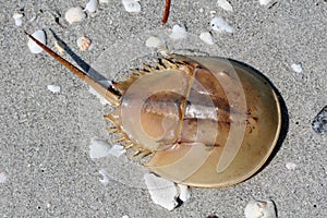 Horseshoe Crab