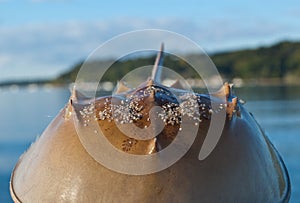 Horseshoe crab