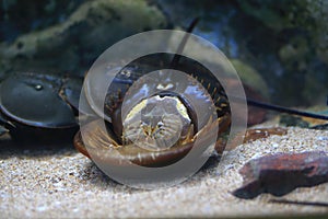 Horseshoe crab