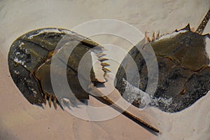 Horseshoe Crab