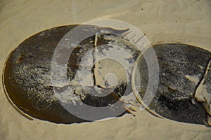 Horseshoe Crab