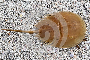 Horseshoe crab on the beach