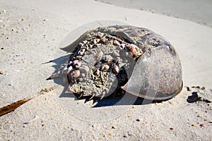 Horseshoe Crab carapace viewed from behind