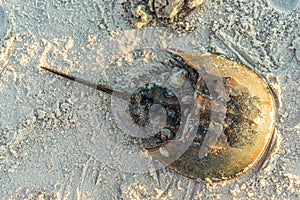 Horseshoe Crab
