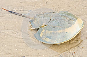 Horseshoe crab dead.