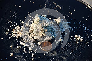 Horseshoe crab eggs in sand