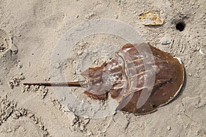 Horseshoe crab exoskeleton