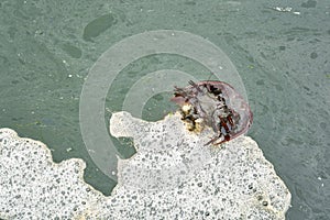 Horseshoe crab floating upside down in scummy looking green ocean water