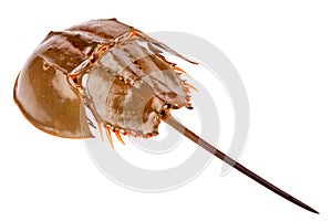 Horseshoe crab in isolated on white background