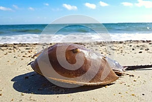 Horseshoe crab on the beach