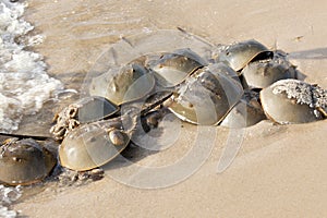 Horseshoe Crab (Limulus polyphemus)
