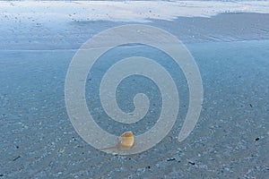 Horseshoe Crab(Limulus polyphemus) Feeding in Tide Pool