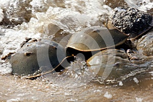 Horseshoe Crab (Limulus polyphemus)