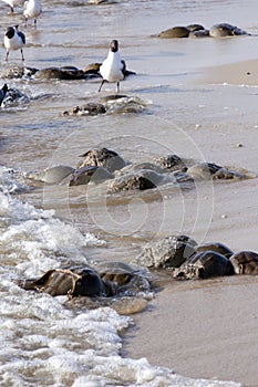 Horseshoe Crab (Limulus polyphemus)