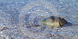 Horseshoe Crab, Limulus polyphemus