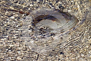 Horseshoe Crab, Limulus polyphemus