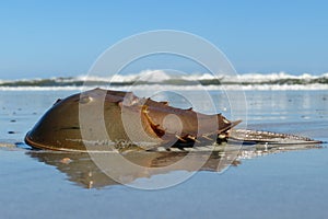 Horseshoe crab on the ocean and sky background
