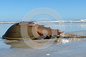 Horseshoe crab on the ocean and sky background