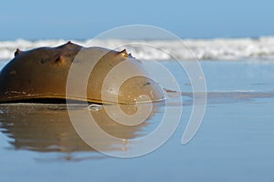 Horseshoe crab on the ocean and sky background
